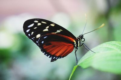 Close-up of butterfly pollinating on flower