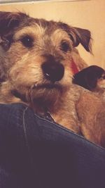 Close-up of dog