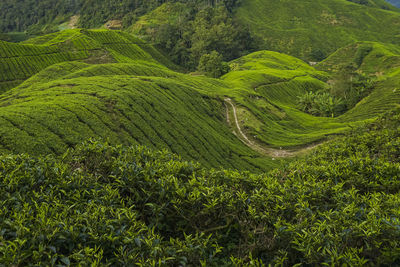 High angle view of corn field