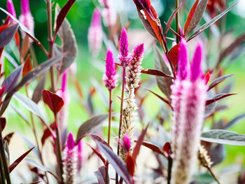 Close-up of pink flowering plant