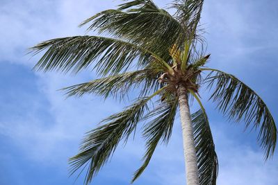 Low angle view of coconut palm tree against sky