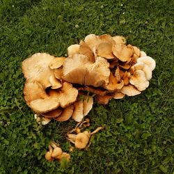 Close-up of mushrooms on grass