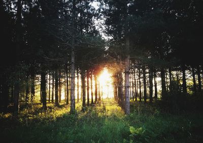 Trees in forest against sky