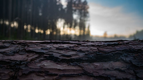 Close-up of tree against sky