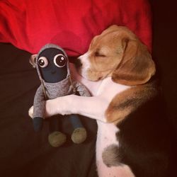 High angle view of puppy holding toy