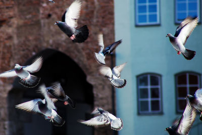 Low angle view of birds flying