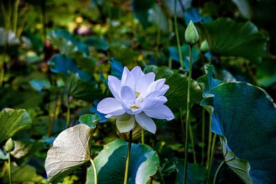 Close-up of purple water lily in pond