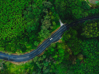 High angle view of road amidst trees in forest