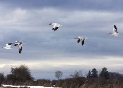 Low angle view of seagulls flying in sky