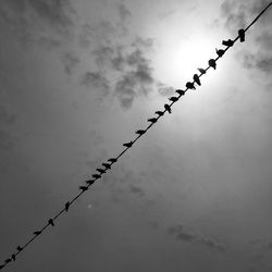 Low angle view of silhouette birds perching on wire against sky