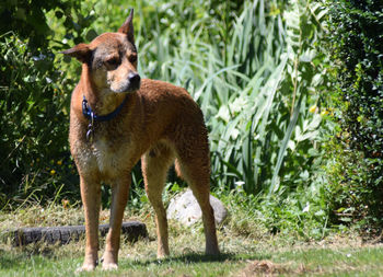 Portrait of an animal on ground