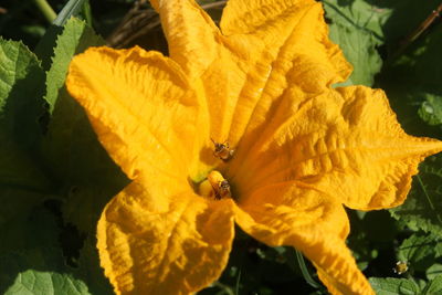 Close-up of yellow flower