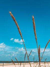 Low angle view of stalks against blue sky