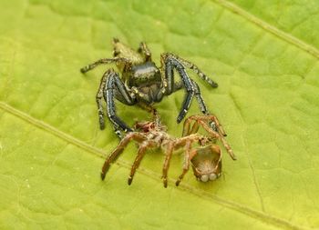 Close-up of spider with molted skin