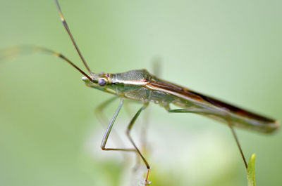 Extreme close-up of insect