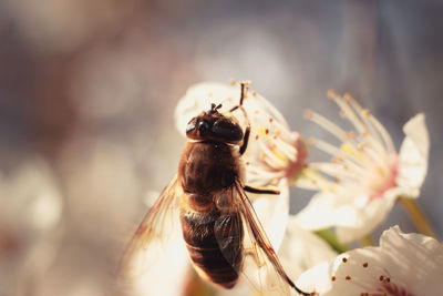 Close-up of bee pollinating flower