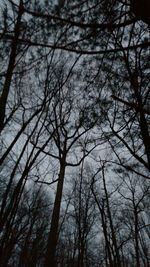 Low angle view of bare trees against sky