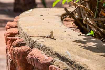 Close-up of crab perching on rock