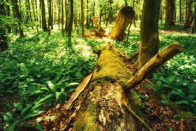 View of tree trunks in forest