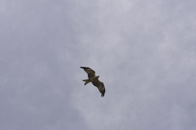 Low angle view of bird flying against sky