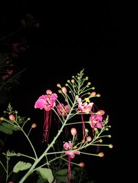 Close-up of pink flowering plant against black background