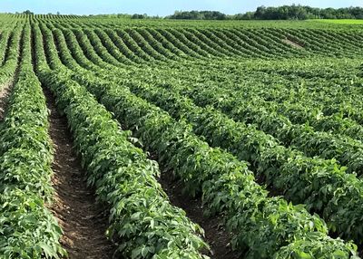 Scenic view of agricultural field