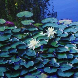 Close-up of water lily blooming in lake