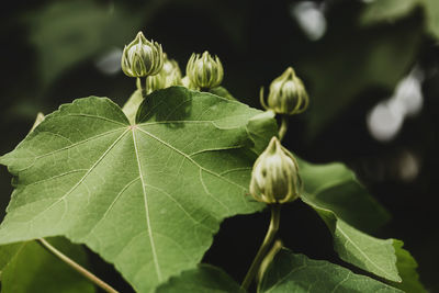 Close-up of green leaves