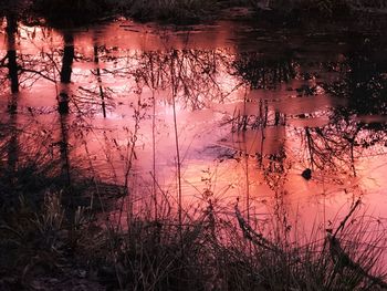 Scenic view of lake in forest