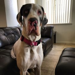 Portrait of dog sitting on sofa at home