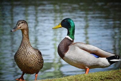 Close-up of mallard duck swimming on lake