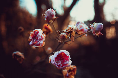 Close-up of wilted plant