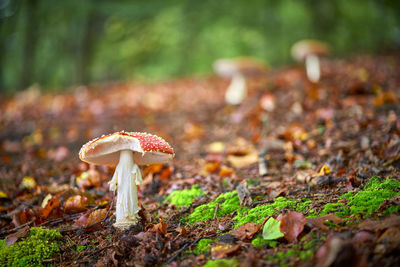 Close-up of mushroom on field