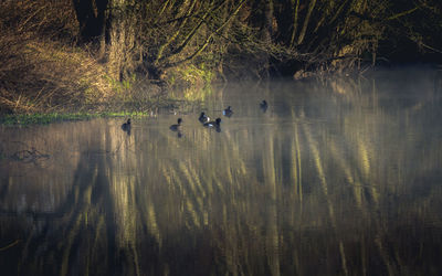 Swans swimming in lake