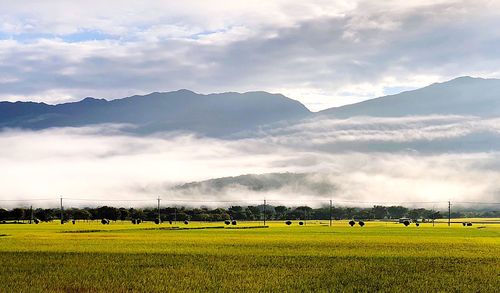 Scenic view of field against sky