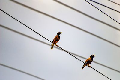 Low angle view of bird perching on cable against sky