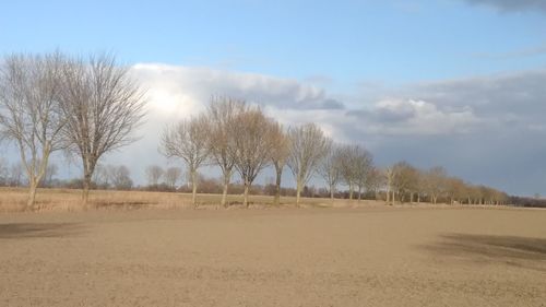 Bare trees on field against sky