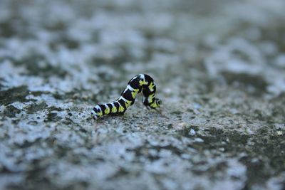 Close-up of insect on rock