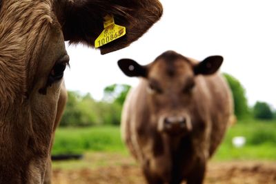 Cropped image of cow with livestock tag on ear