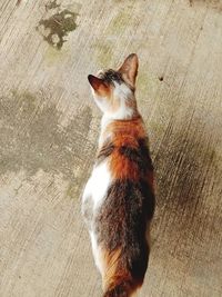 High angle view of cat on hardwood floor