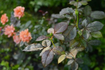 Rosa bengali buds in the garden with dew morning light
