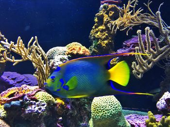 Close-up of fish swimming in aquarium