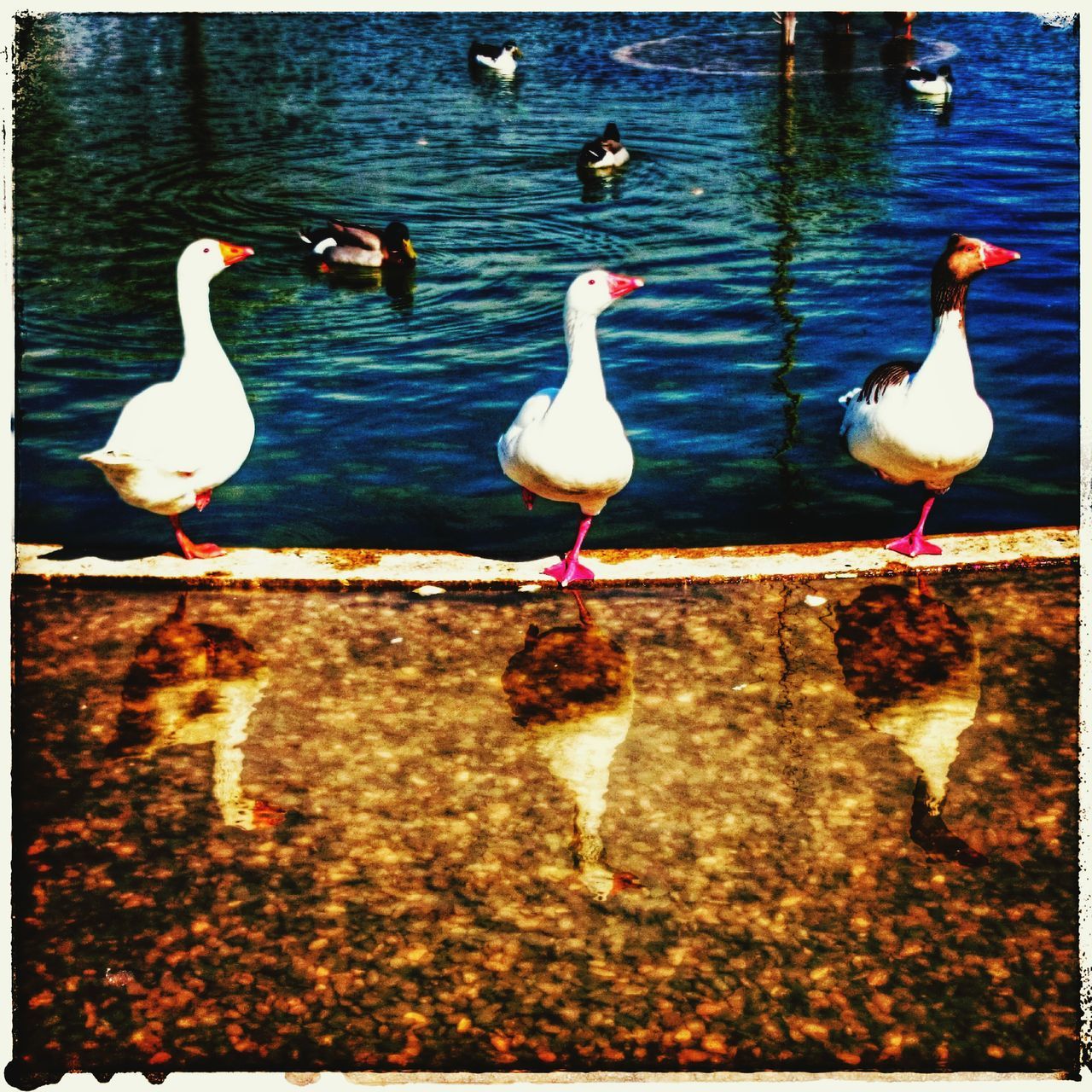 bird, animal themes, water, animals in the wild, wildlife, transfer print, flock of birds, lake, auto post production filter, nature, swan, reflection, outdoors, day, seagull, togetherness, medium group of animals, duck, no people