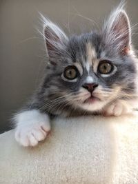 Portrait of cat relaxing at home