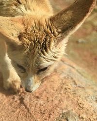 High angle view of cat on field