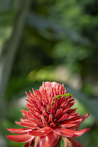 Close-up of red flower with animal 