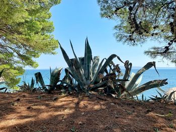 Succulent plant on field against sky