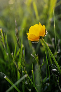 Close-up of yellow flower blooming in field