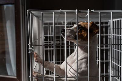 View of dog in cage