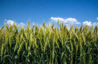 Close-up of wheat field against clear blue sky